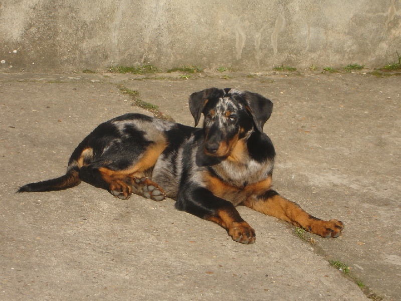Cheyenne argentée du temple de feu