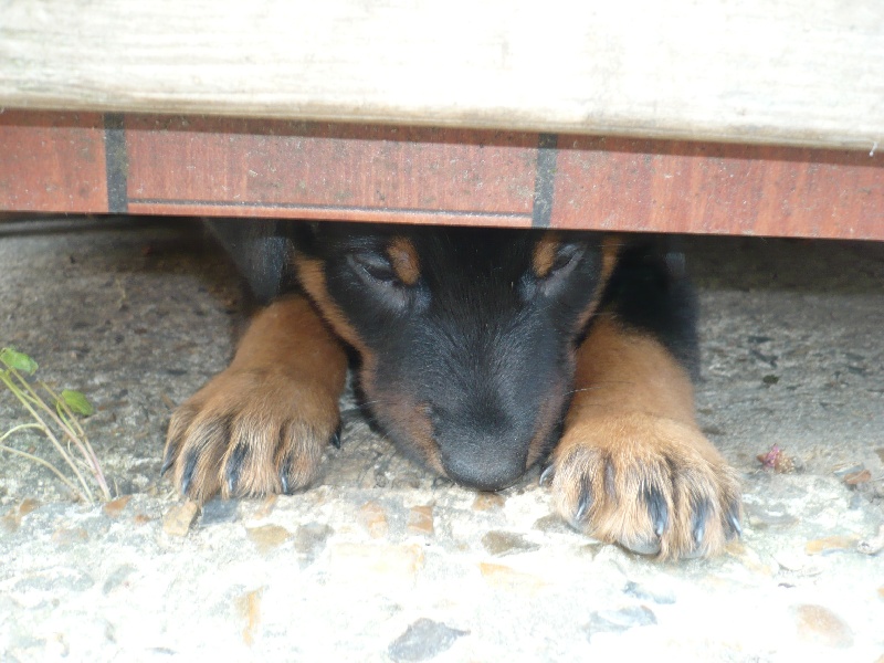 Faïka des Gardiens de la Nacre