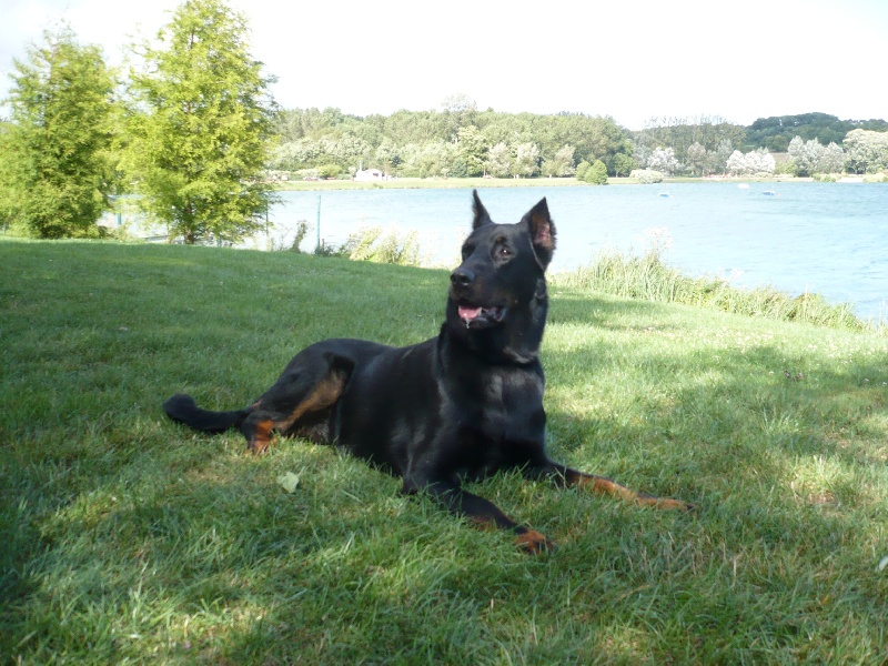 Vulcain (Sans Affixe)