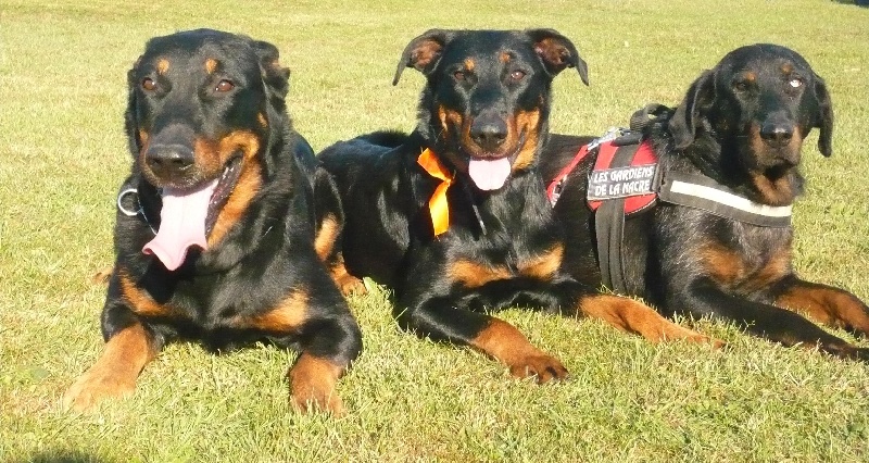 Cheyenne argentée du temple de feu