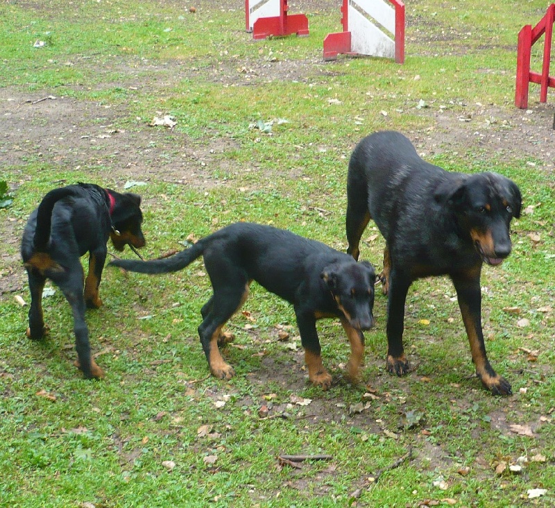 Cheyenne argentée du temple de feu