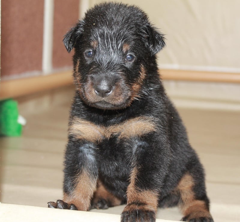 Indienne de cheyenne des Gardiens de la Nacre