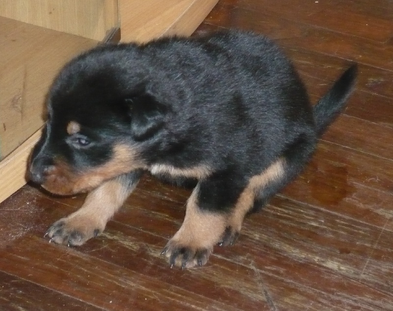 Faïka des Gardiens de la Nacre