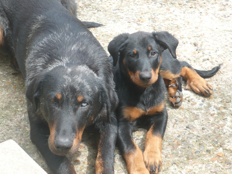 Faïka des Gardiens de la Nacre