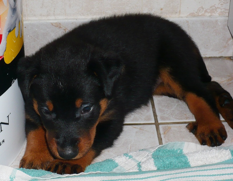 Faïka des Gardiens de la Nacre