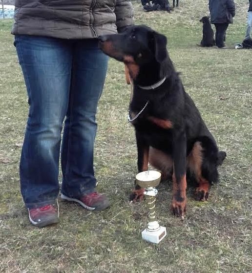 Maddy des Gardiens de la Nacre - 2eme puppy femelle