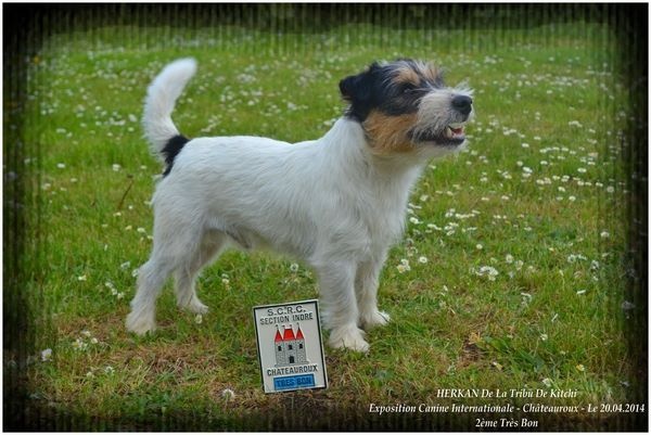 Publication : De la tribu de kitchi Auteur : Myriam HIRON