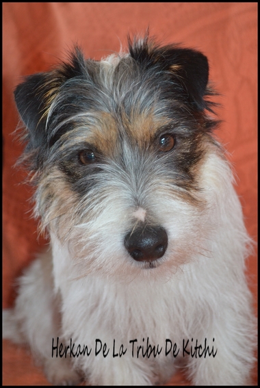 Publication : De la tribu de kitchi Auteur : Myriam HIRON