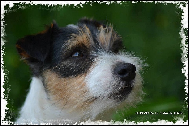 Publication : De la tribu de kitchi Auteur : Myriam HIRON