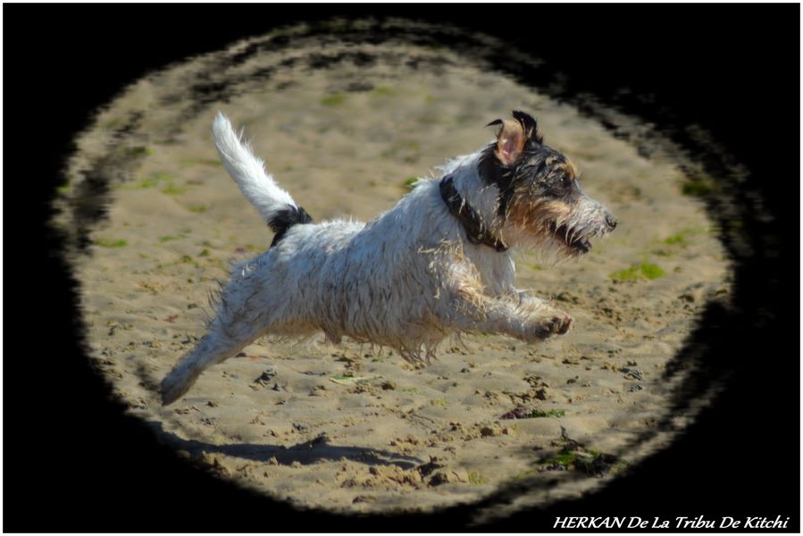 Publication : De la tribu de kitchi Auteur : Myriam HIRON