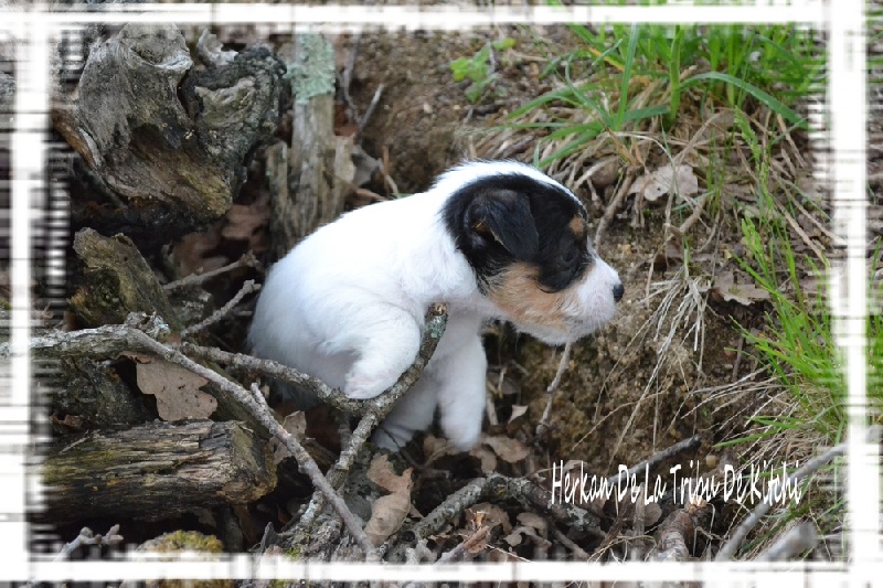 Publication : De la tribu de kitchi Auteur : Myriam HIRON