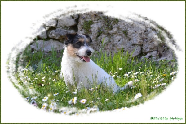 Publication : De la tribu de kitchi Auteur : Myriam HIRON