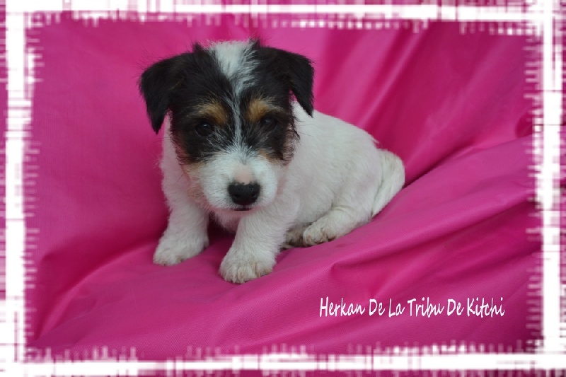 Publication : De la tribu de kitchi Auteur : Myriam HIRON