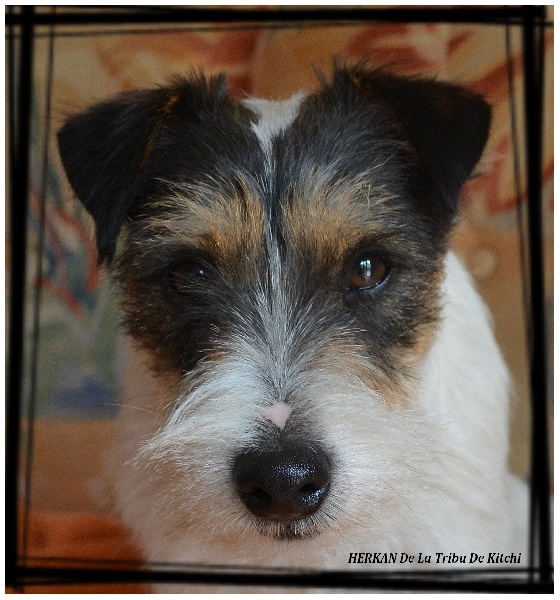 Publication : De la tribu de kitchi Auteur : Myriam HIRON