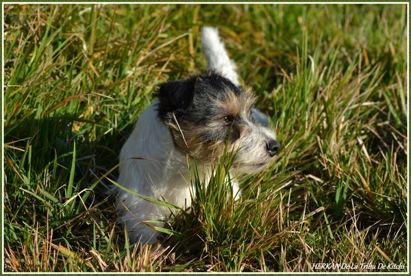 Publication : De la tribu de kitchi Auteur : Myriam HIRON