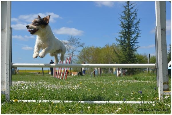 Publication : De la tribu de kitchi Auteur : Myriam HIRON