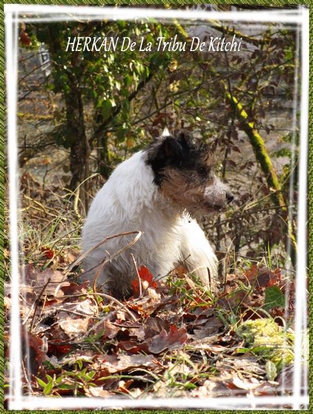 Publication : De la tribu de kitchi Auteur : Myriam HIRON