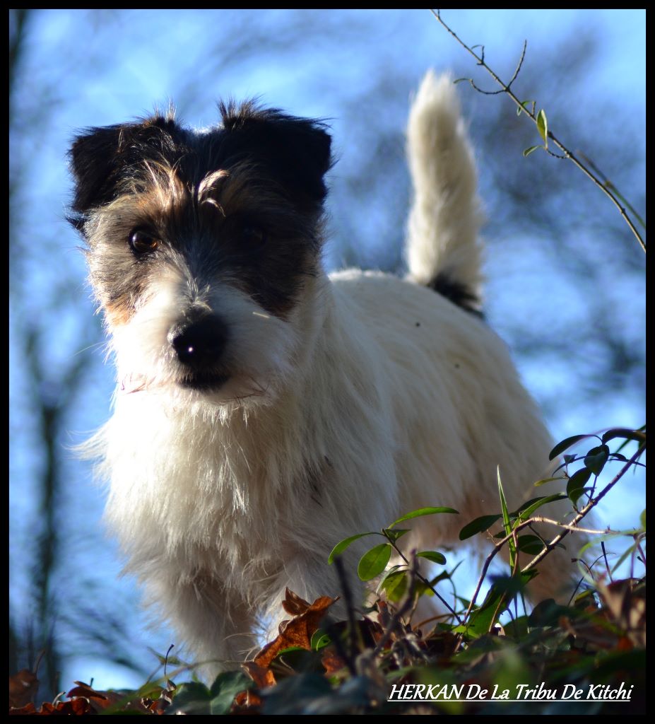 Publication : De la tribu de kitchi Auteur : Myriam HIRON