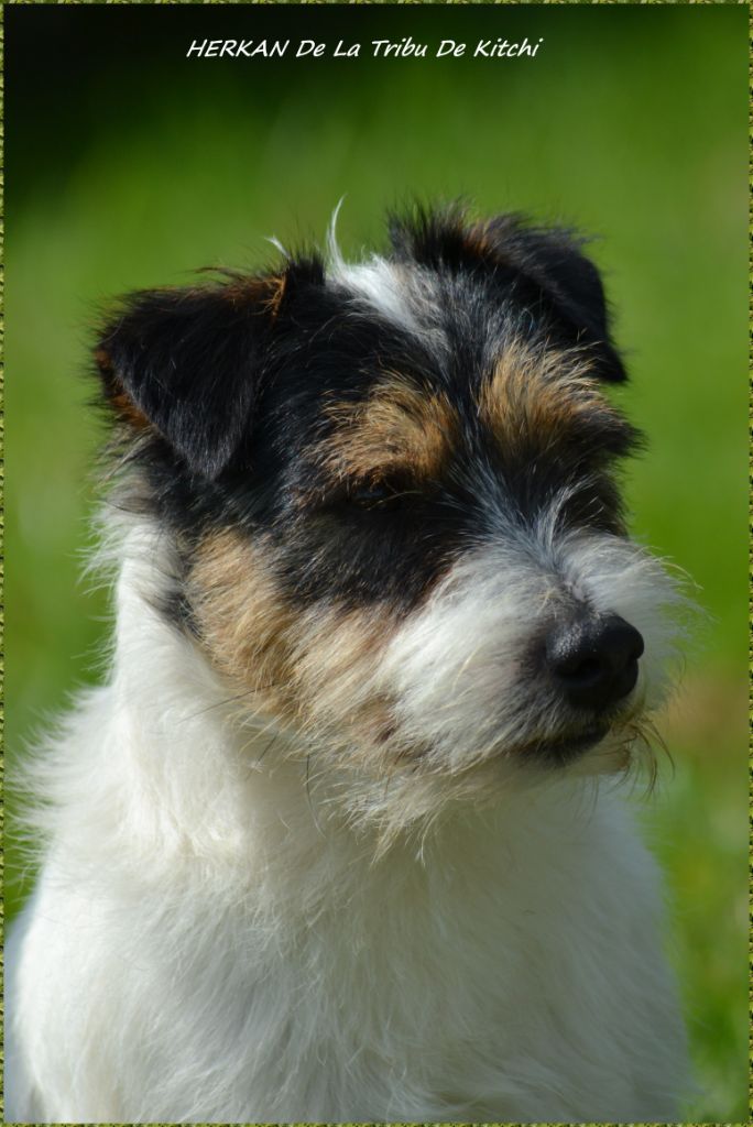 Publication : De la tribu de kitchi Auteur : Myriam HIRON