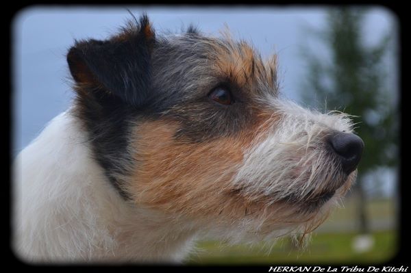 Publication : De la tribu de kitchi Auteur : Myriam HIRON