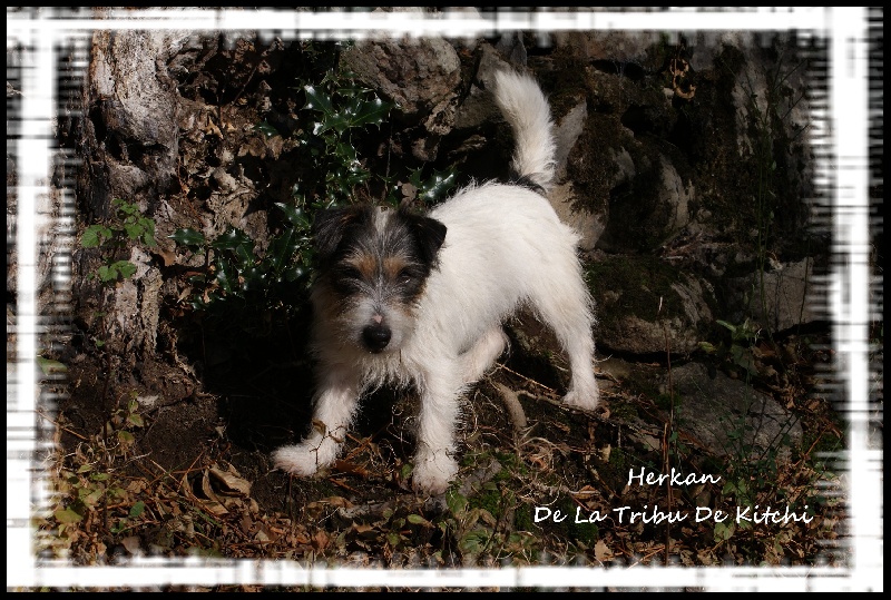 Publication : De la tribu de kitchi Auteur : Myriam HIRON