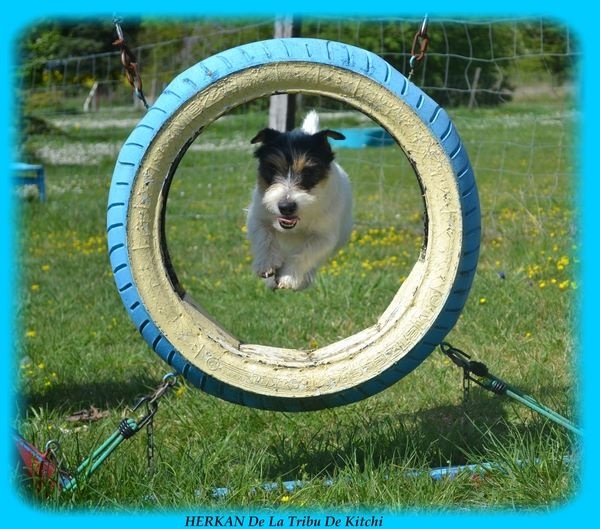 Publication : De la tribu de kitchi Auteur : Myriam HIRON