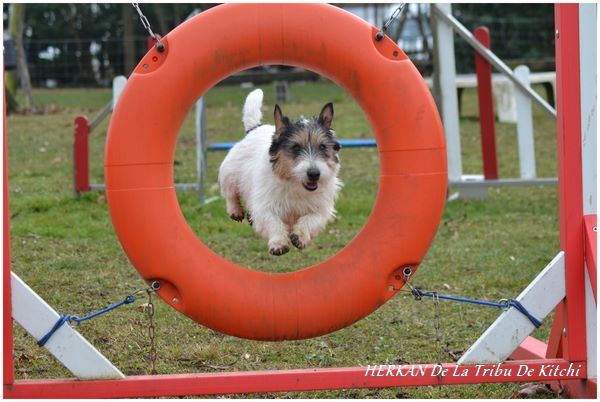 Publication : De la tribu de kitchi Auteur : Myriam HIRON