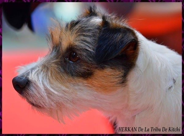 Publication : De la tribu de kitchi Auteur : Myriam HIRON