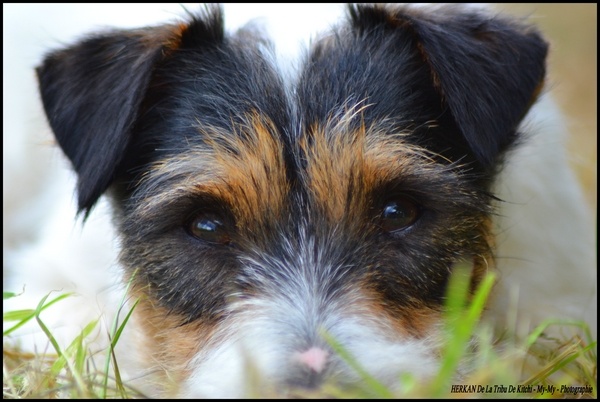 Publication : De la tribu de kitchi Auteur : Myriam HIRON