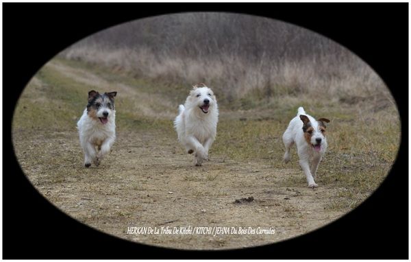 Publication : De la tribu de kitchi Auteur : Myriam HIRON