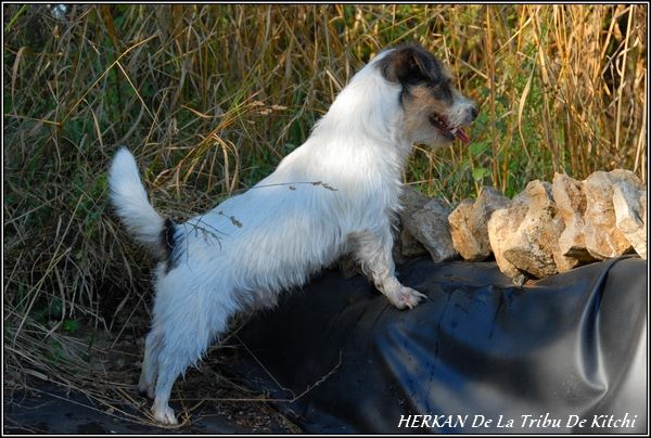 Publication : De la tribu de kitchi Auteur : Myriam HIRON