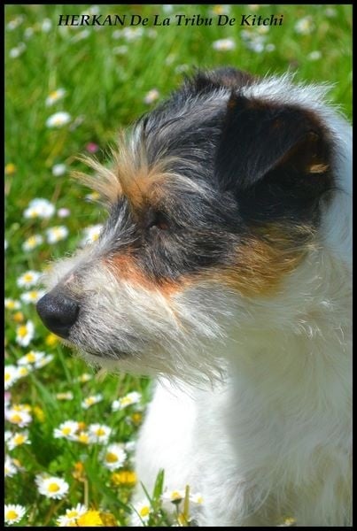 Publication : De la tribu de kitchi Auteur : Myriam HIRON