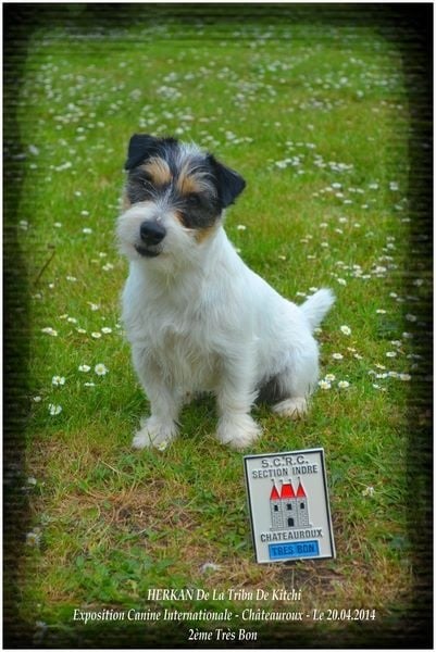 Publication : De la tribu de kitchi Auteur : Myriam HIRON