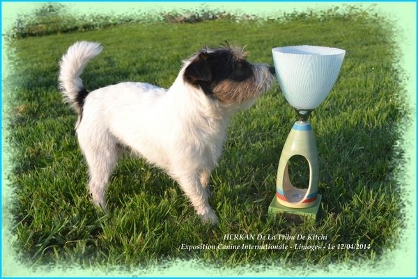 Publication : De la tribu de kitchi Auteur : Myriam HIRON