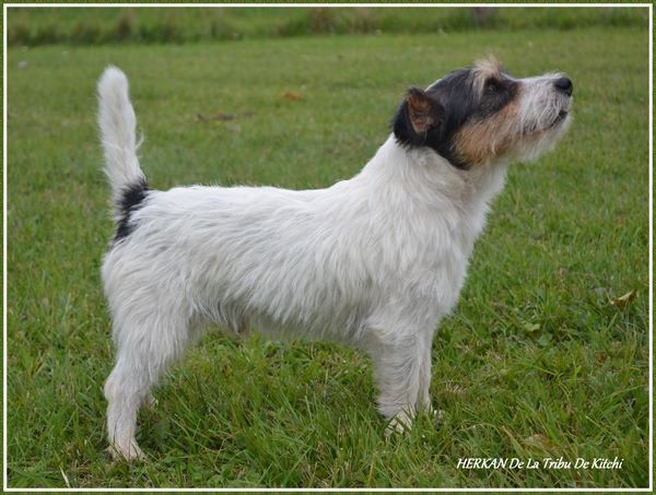 Publication : De la tribu de kitchi Auteur : Myriam HIRON