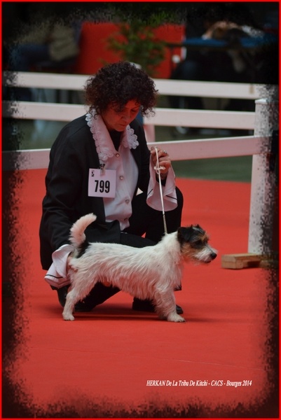 Publication : De la tribu de kitchi Auteur : Myriam HIRON