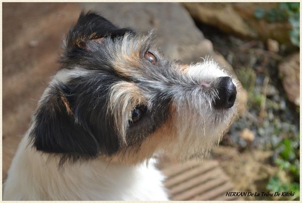 Publication : De la tribu de kitchi Auteur : Myriam HIRON