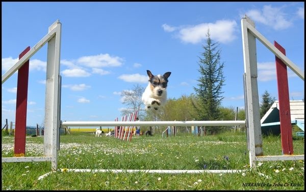 Publication : De la tribu de kitchi Auteur : Myriam HIRON