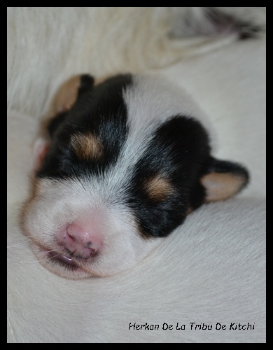 Publication : De la tribu de kitchi Auteur : Myriam HIRON