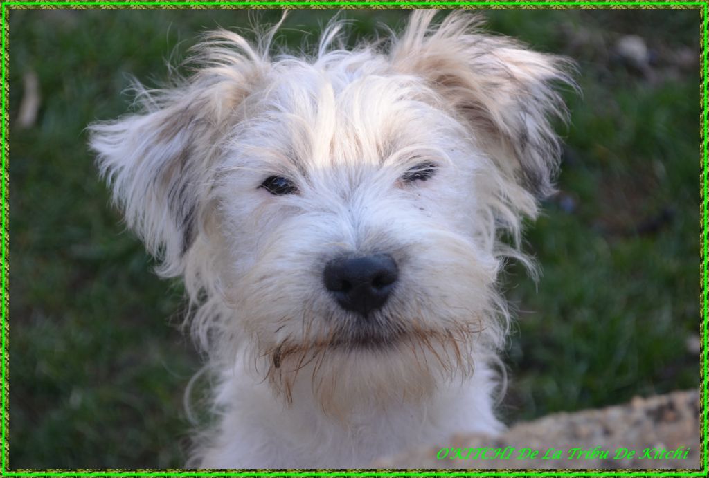 O'KITCHI De La Tribu De Kitchi - Jack Russell Terrier