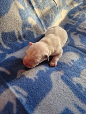 Les chiots de Parson Russell Terrier