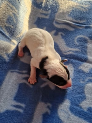 Les chiots de Parson Russell Terrier