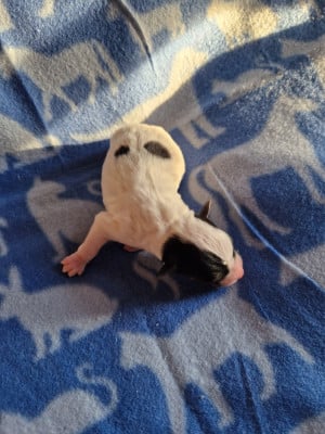 Les chiots de Parson Russell Terrier