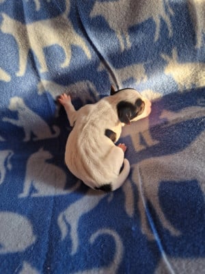 Les chiots de Parson Russell Terrier