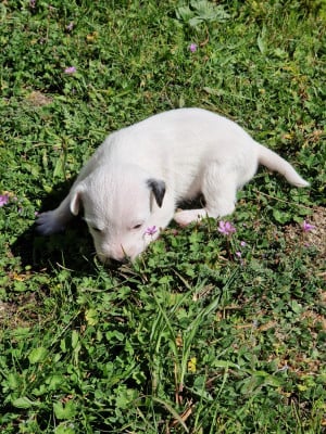 Les chiots de Parson Russell Terrier
