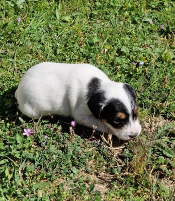 Les chiots de Parson Russell Terrier