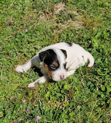 Les chiots de Parson Russell Terrier