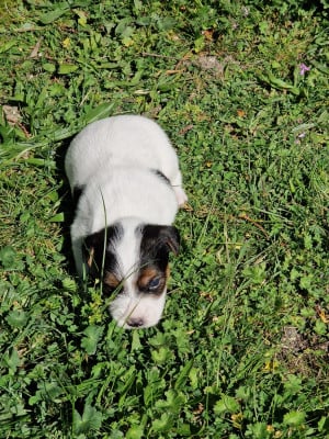 Les chiots de Parson Russell Terrier
