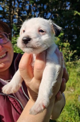 Les chiots de Parson Russell Terrier