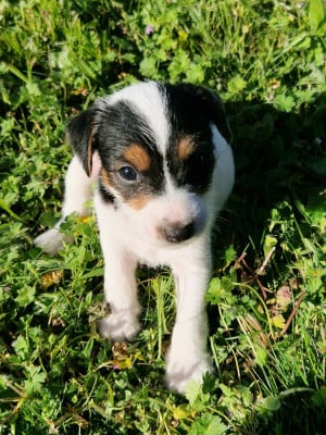 Les chiots de Parson Russell Terrier